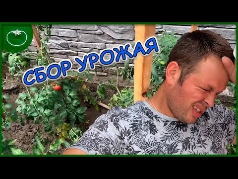 Видео: ГИГАНТСКИЕ КАБАЧКИ НАЧАЛСЯ СБОР УРОЖАЯ