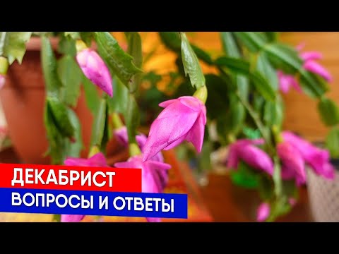 Видео: Декабрист - вопросы и ответы