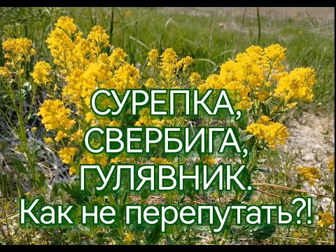 Видео: Сурепка, Свербига, Гулявник. Как не перепутать? Чем отличаются?