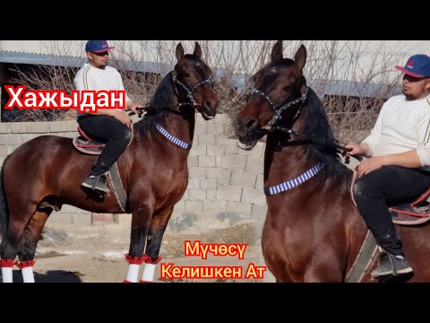Видео: КАРЫШКЫР УЛАГЫ ТААМАЙ АТ Хажыдан  Сатууга Чыкты