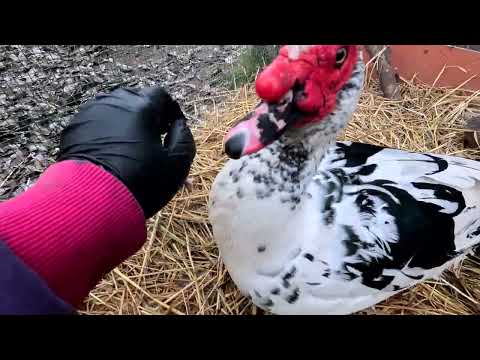 Видео: Утка ест Машу за руку, Маша утку за лицо...