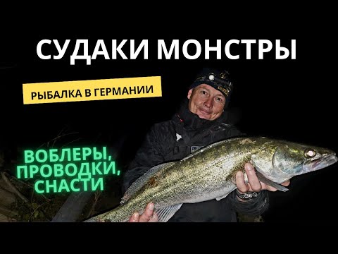 Видео: Судаки монстры. Рыбалка в Германии. Как ловить судака на воблеры?