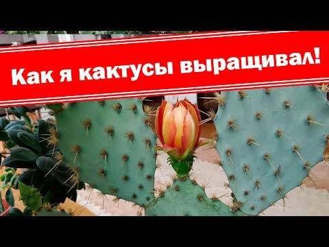 Видео: Удивительная опунция цветёт!!! Вкусный кактус!!! Как выращивать дома?