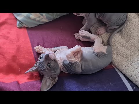 Видео: Сфинкс/Котятам один месяц/Прикорм #канадскийсфинкс #лысыйкот #сфинкс #сфинксы #котята #донскойсфинкс