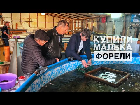 Видео: Купили малька форели