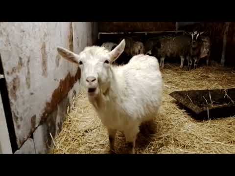 Видео: Бараны и козы зимой в -25