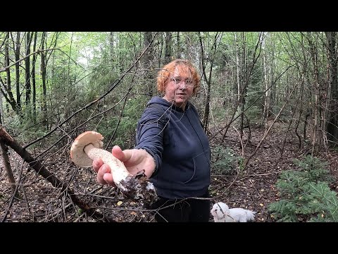 Видео: Порізали поляну БІЛИХ ГРИБІВ!..Грибники в лісовому ШОЦІ Знайшли НЕ торкані місця!🍄