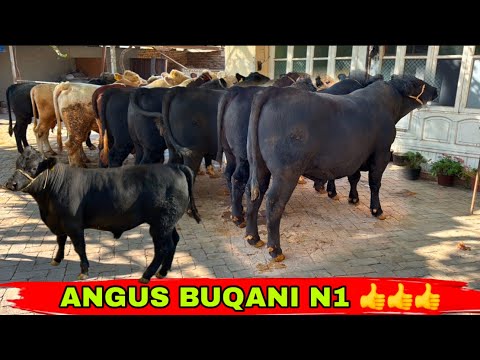 Видео: ANGUS BUQALARNI N1 LARI KELDI AXAT AKAGA👍👍👍8 октября 2025 г.