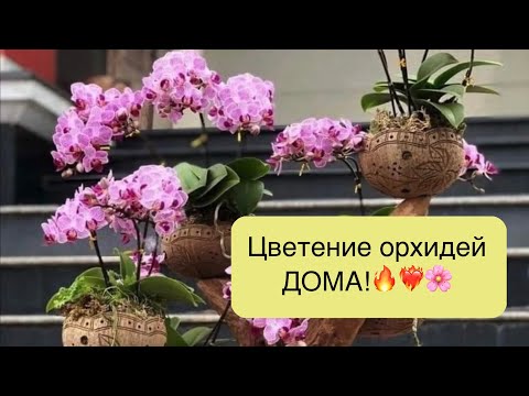 Видео: Размещение цветущих орхидей в обычной квартире!