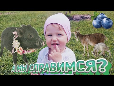 Видео: ✅ ЧЕРНИЧНЫЙ ХУТОР встретил гостей. Хозяйство без хозяев.