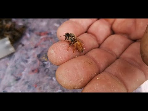 Видео: Убрал роевые, оставил тихой смены??? Да ладно.