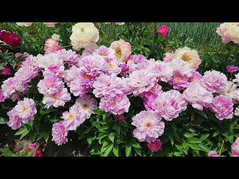 Видео: Пионы, сорта с обильным цветением.