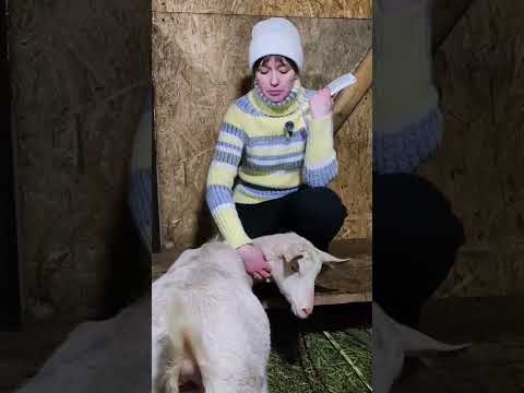 Видео: Зачем и как закислять козу перед родами?