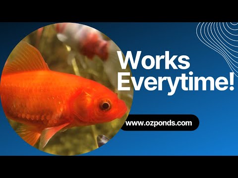 Видео: Секрет кристально чистого садового пруда.