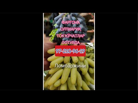 Видео: Ток кўчатлари сотуви бошланди