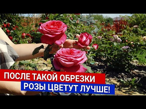 Видео: После такой обрезки розы цветут лучше!