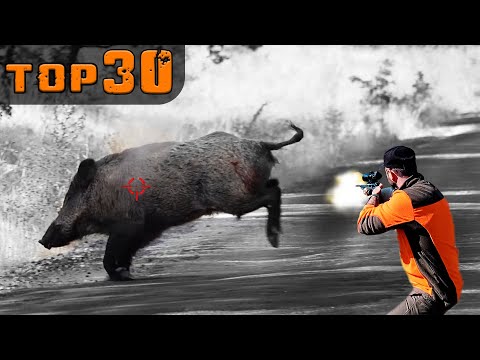 Видео: ТОП-30 НЕВЕРОЯТНЫХ СНИМКОВ! СРАЖЕНИЯ С ГИГАНТСКИМИ МОНСТРАМИ! Охота на кабана