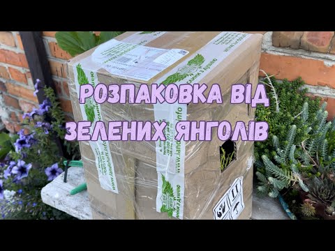 Видео: Розпаковка рослин із розсадника Зелені Янголи 🌿 | Мій сад поповнився новинками