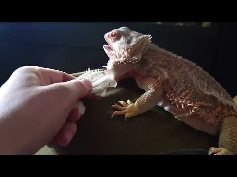 Видео: Пошелушить дракона! Снимаем кожу с Блинца