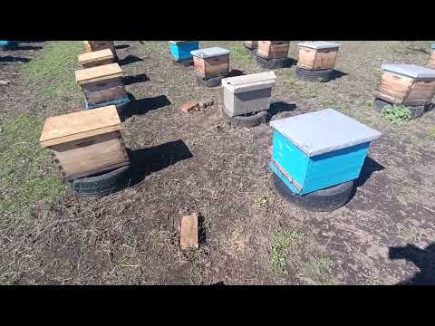 Видео: Весняний старт бджолосімей. Бджоломатки карніка та бакфаст 0969854047.