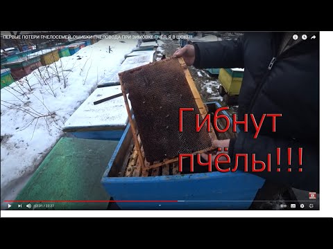 Видео: ПЕРВЫЕ ПОТЕРИ ПЧЕЛОСЕМЕЙ, ОШИБКИ ПЧЕЛОВОДА ПРИ ЗИМОВКЕ ПЧЁЛ, Я В ШОКЕ!!!