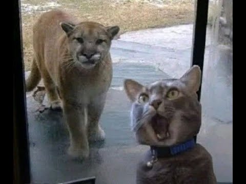 Видео: 😺 Мам, тётка из Африки приехала! 🐈 Видео смешных котов и котят для хорошего настроения! 😻