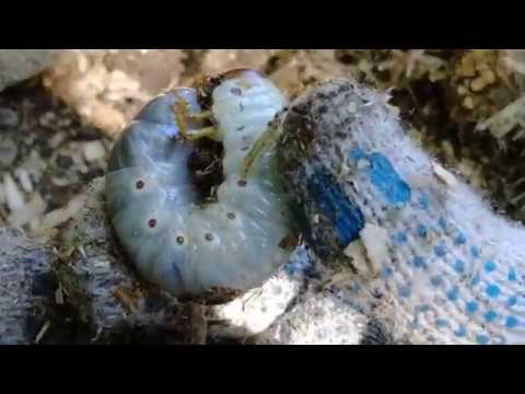 Видео: Где набрать личинок майского жука на голавля и другой крупной рыбы.