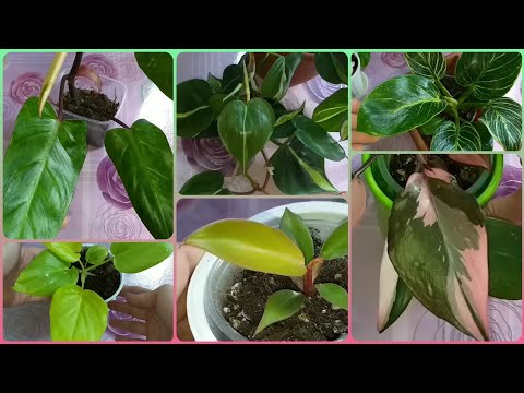 Видео: Ароидный новичок😍в Обзоре ФИЛОДЕНДРОНОВ🌱Пинк Принцесс🌷Селло Сатин Голд🌱Принц Оранж🌷Биркин и другие