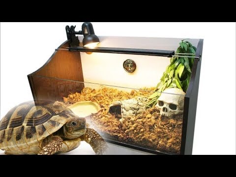 Видео: Сухопутные черепахи. Полная информацию по уходу в домашних условиях.