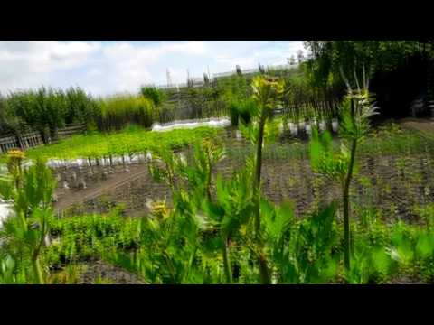Видео: Любисток