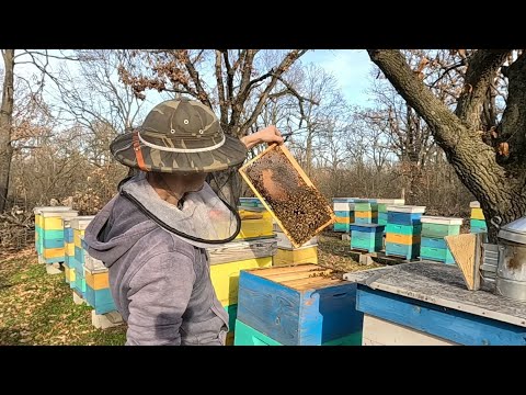 Видео: Имат ли нужда от питки пчелните семейства?  07.01.2025