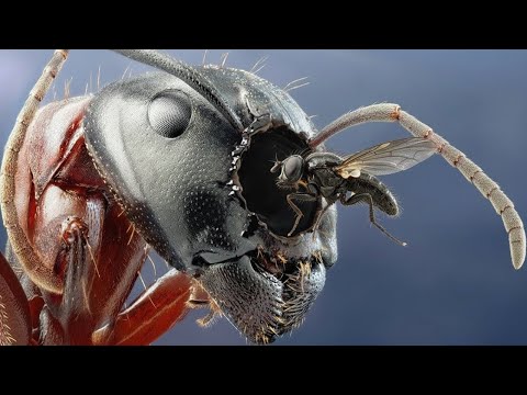 Видео: Почему Мухи Начали Убивать Муравьев?