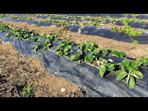 Видео: моя схема обработок клубники весной! проверенная временем.