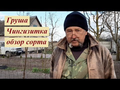 Видео: Груша Чингизитка описание сорта