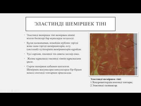 Видео: Шеміршек тіні І Гистология
