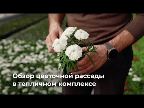 Видео: Обзор цветочной рассады в тепличном комплексе | Старт продаж 1 мая
