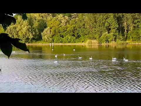 Видео: Лебеді. Ставок Тартак, село Лебедин, Черкаська область. 28.05.23.