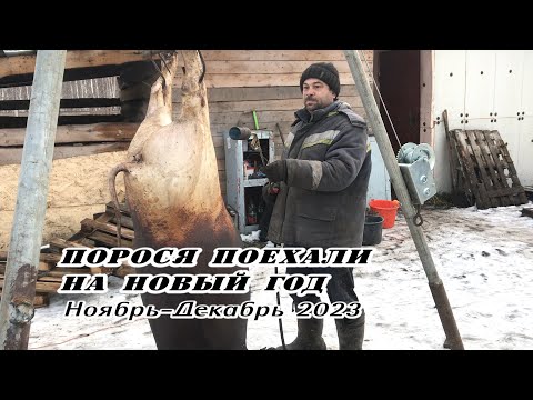 Видео: Порося поехали на Новый Год. Морозы -37