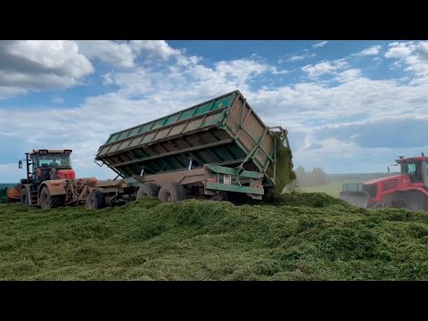 Видео: Заготовка силоса 2023. КИРОВЕЦ К-525, КИРОВЕЦ К-739, КАМАЗ, ДОН-680 и Палессе К-Г-6.