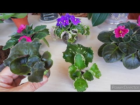 Видео: Отделение Деток Фиалки от Материнского Листа. Что важно знать❗//Новичкам!