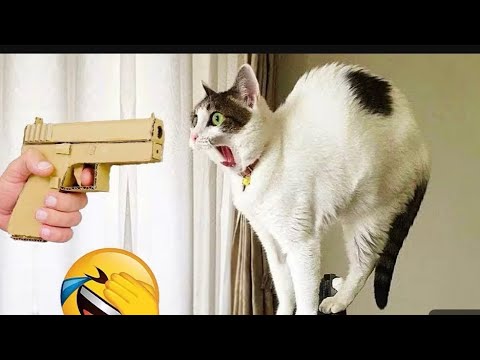 Видео: Самые смешные кошки и собаки 2025 года 😂 | Попробуй не засмеяться!