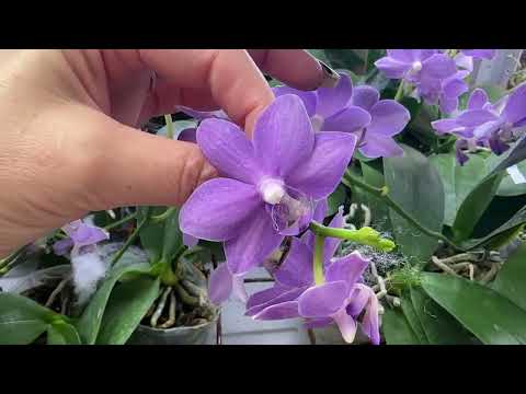 Видео: 🌸 ПРОДАЖА ОРХИДЕЙ 18.06.25г. Обзор подростков орхидей из Азии. Орхидеи почтой. Купить орхидею.