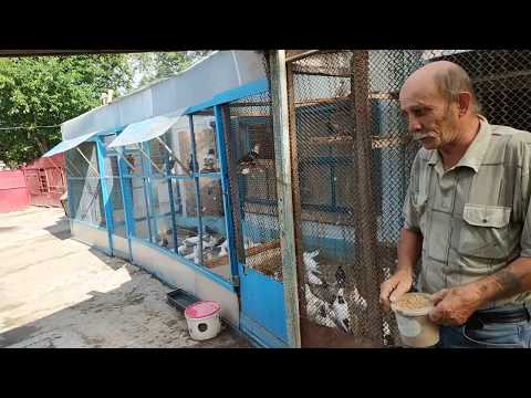 Видео: Бакинские голуби шейки, мраморные. В гостях у голубевода Васо Тбилисский, телефон +79614603640