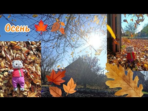 Видео: Осенний влог с Басиком 🍁🍂