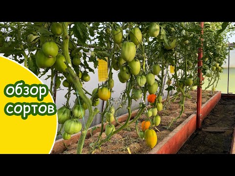 Видео: 27 июля Сортовая теплица обзор