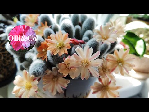 Видео: ПРО ХОЙИ, ЦВЕТУЩИЕ ЦВЕТЫ и НЕМНОГО ИЗЛИШЕК РАСТЕНИЙ #комнатныерастения #кімнатнірослини