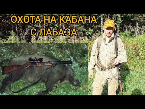 Видео: Охота на кабана и медведя с лабаза.
