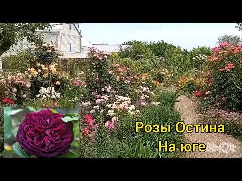 Видео: Розы Дэвида Остина🌹💕 - как мы выживаем и цветëм 🥰в жарком климате🌞🥵