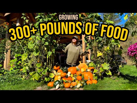 Видео: 300 фунтов урожая собрано до зимы! Осенний сад засыпается