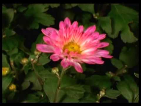 Видео: Ибраһимнің (аләйһис сәлам) әйелдері. Асыл аналар.